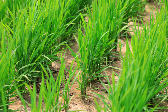 Dry direct seeding of rice seedlings in the fields, North China