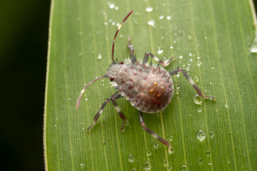The stinkbug family insects inhabit wild plants