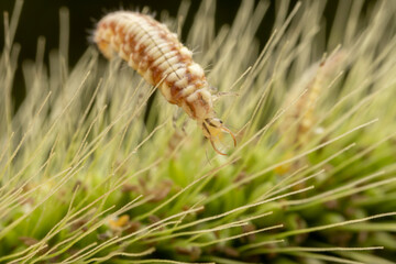 lacewing larvae inhabiting on the leaves of wild plants