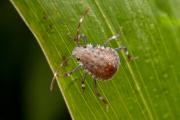 The stinkbug family insects inhabit wild plants