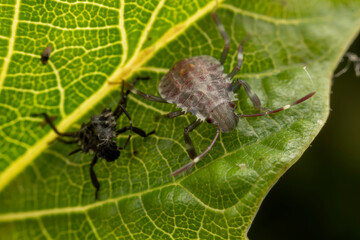 The stinkbug family insects inhabit wild plants