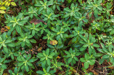 Wild plant in the forest Woodruff-fragrant
