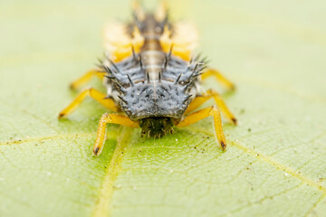 Ladybug larvae inhabit the leaves of wild plants