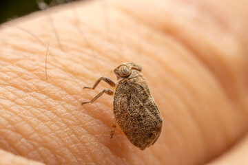 Ladybug wax cicada on human skin