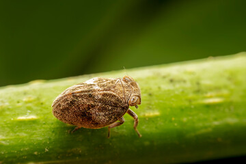 The ladybug cicada inhabits the leaves of wild plants