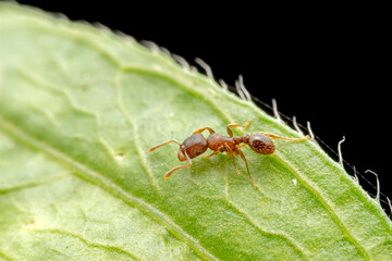 ant inhabiting on the leaves of wild plants