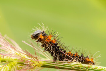Lepidoptera larvae crawl on the leaves of wild plants for food