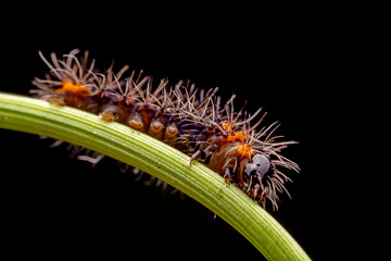 Lepidoptera larvae crawl on the leaves of wild plants for food