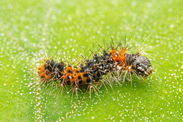 Lepidoptera larvae crawl on the leaves of wild plants for food