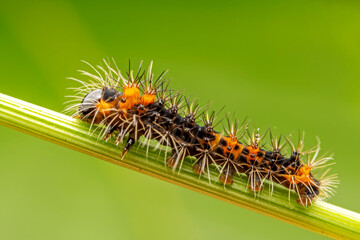 Lepidoptera larvae crawl on the leaves of wild plants for food