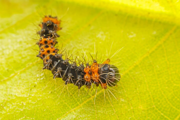 Lepidoptera larvae crawl on the leaves of wild plants for food