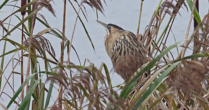 eurasian bittern