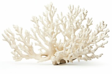 Elkhorn Coral