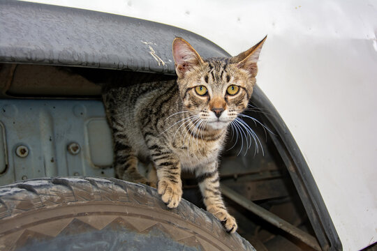 Gray striped cat in front of a car