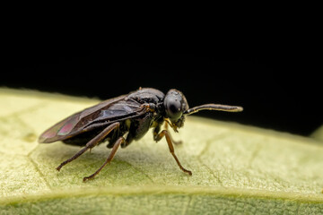 Bee insects inhabit wild plants