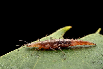 lacewing larvae inhabiting on the leaves of wild plants