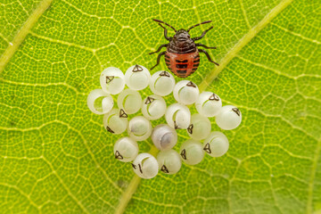 The nymphs of the stinkbug family have just hatched on wild plants