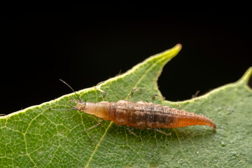 lacewing larvae inhabiting on the leaves of wild plants