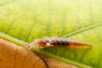 lacewing larvae inhabiting on the leaves of wild plants