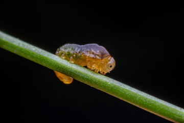 Leaf Bee Larvae inhabiting on the leaves of wild plants