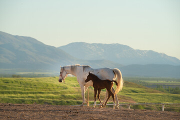 Arabian horses running, standing, looking in different terrains and situations.