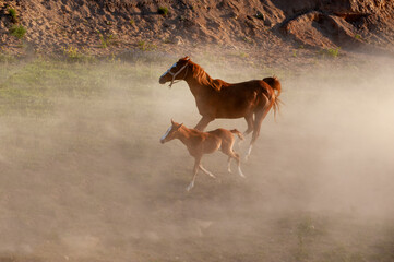 Arabian horses running, standing, looking in different terrains and situations.