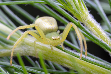 Crab spiders inhabit the leaves of wild plants and wait for prey