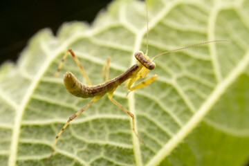 Mantis inhabits the leaves of wild plants