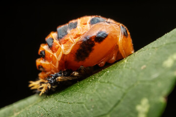 Ladybug pupae on wild plant leaves