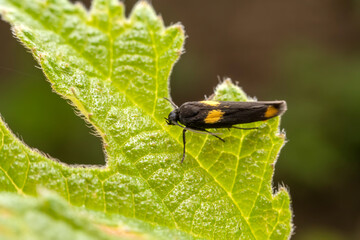 Moth insects inhabit the leaves of wild plants