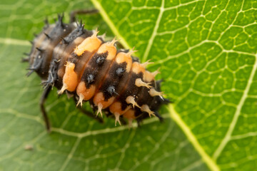 Ladybug larvae inhabit the leaves of wild plants