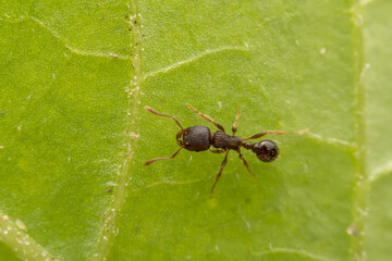 ant inhabiting on the leaves of wild plants