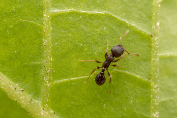 ant inhabiting on the leaves of wild plants