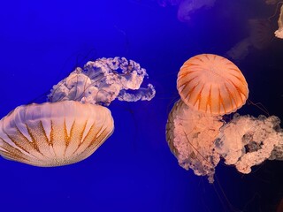 There is a jellyfish present in an aquarium located in Texas, USA.