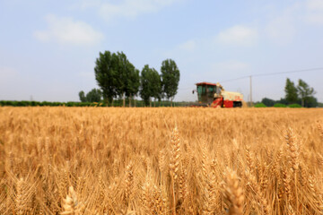 Fototapeta premium The wheat harvester is harvesting wheat in the field, North China