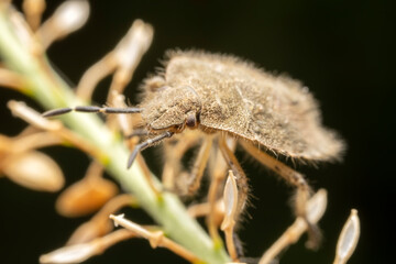 The stinkbug family insects inhabit wild plants
