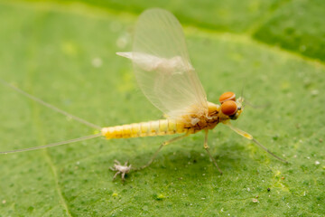 mayfly inhabiting on the leaves of wild plants
