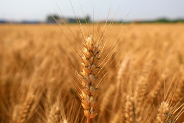 The maturing wheat is in the North China Plain