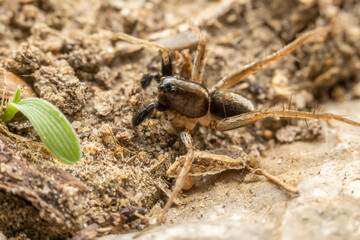 spider inhabiting on the leaves of wild plants