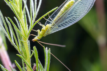 lacewing larvae inhabiting on the leaves of wild plants