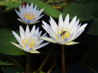 Lotus Flower