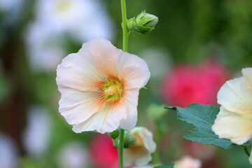 Beautiful hollyhock flowers in the garden