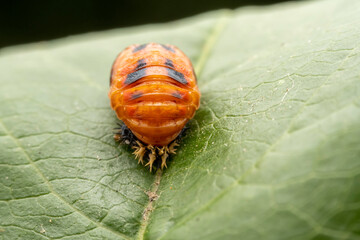 Ladybug pupae on wild plant leaves