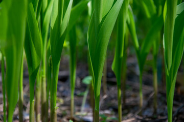 Green abstract background of lilies of the valley. Bokeh. Spring greenery on a sunny day.