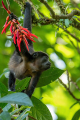 Portrait baby Mantled howler monkey on a tree branch in Costa Rica, Central America. Red flowers of spring.