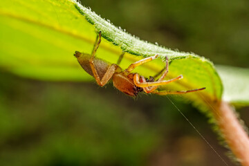 spider inhabiting on the leaves of wild plants
