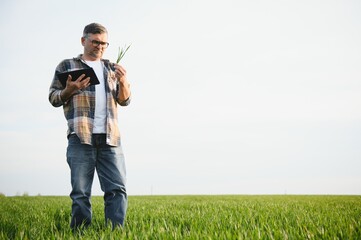 Portrait of senior farmer standing in green wheat field.