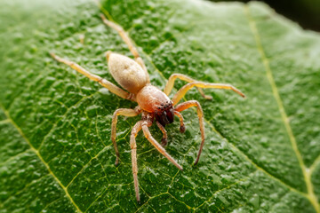 spider inhabiting on the leaves of wild plants