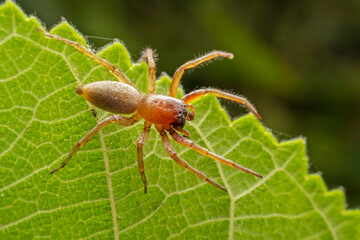 spider inhabiting on the leaves of wild plants