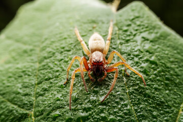 spider inhabiting on the leaves of wild plants